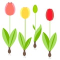 Tulip. Yellow, red spring flowers, green leaves on white background